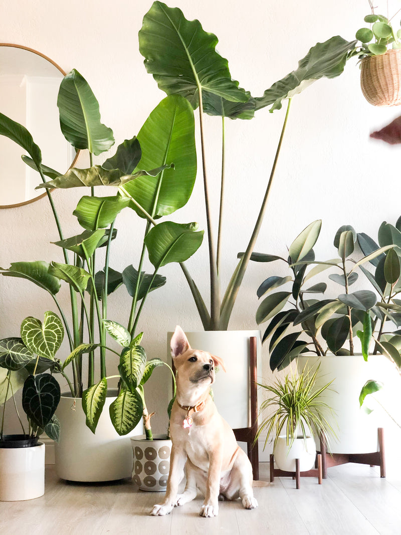 8 Pet Friendly Indoor Plants
