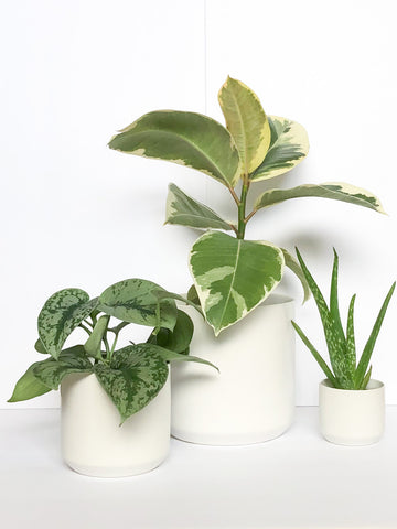 large white pots for indoor plants Corrina Pot