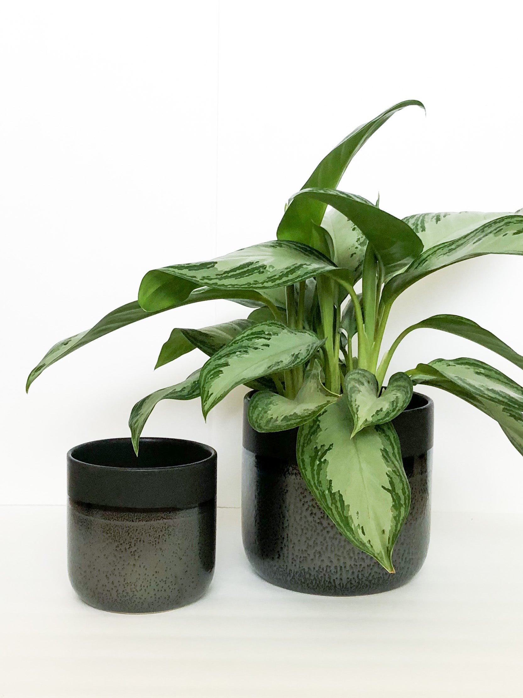 dark green plant pot indoor Onyx Pot – The Potted Jungle