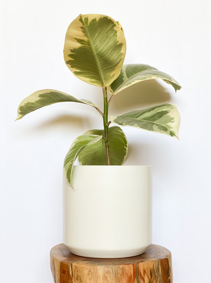 white ceramic pots for indoor plants Corrina Pot